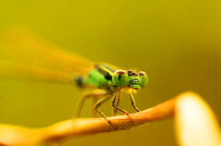 a dragonfly just landedの写真素材