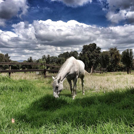 White horse eating grass on a beautiful cloudy dayの素材