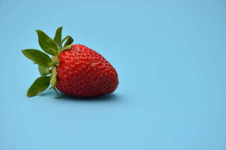 A freshly picked strawberry on a blue background.の写真素材