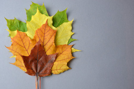 Maple leaves of different colors on a gray background