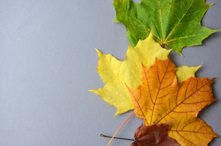Maple autumn leaves on a gray backgroundの写真素材