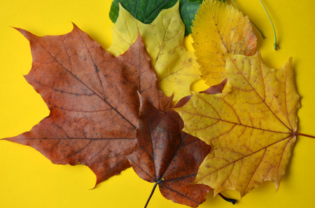 Maple autumn leaves on a yellow background. close-up