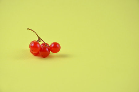 Viburnum berries on a yellow background.の写真素材