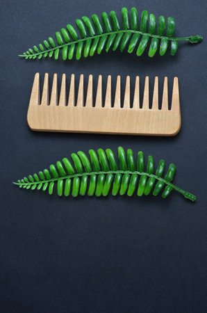 Comb and fern on a black background.の写真素材