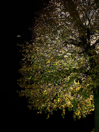 Green tree in the dark.の写真素材