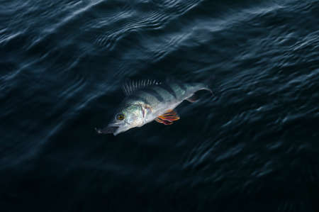 Perch in waterの写真素材