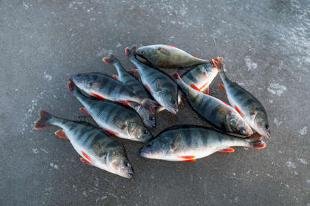 Perch on iceの写真素材