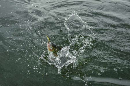Splash perch in water