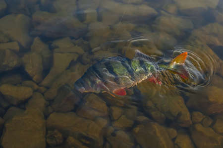 Perch in water