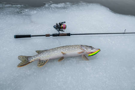 Pike on snow with fishin rodの写真素材