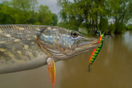 Pike fishing trophy with fishing lure in jawの写真素材