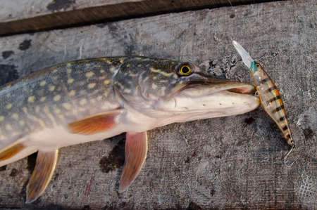 Pike fishing trophy with fishing lure in jaw