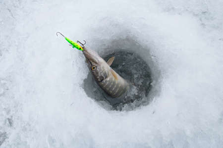 Ice fishing. Pike on iceの写真素材