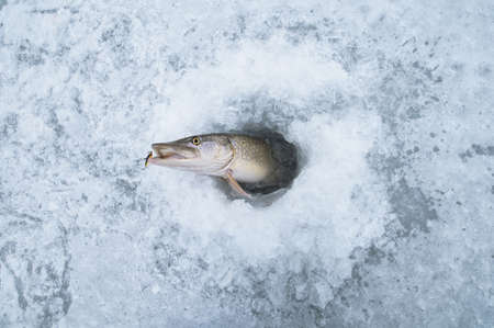 Ice fishing. Pike on iceの写真素材
