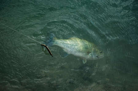 Bass under water