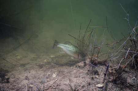 Bass under water. Fishing background