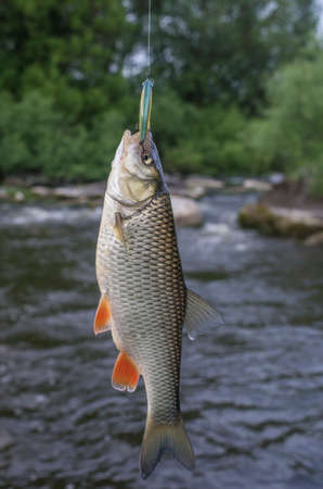 Chub fish on hookの写真素材