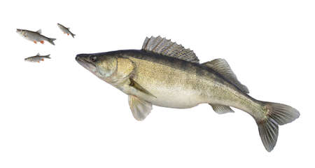 Big sander isolated on white. Fish attacks of small fishの写真素材