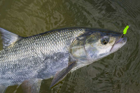 Asp fish in waterの写真素材