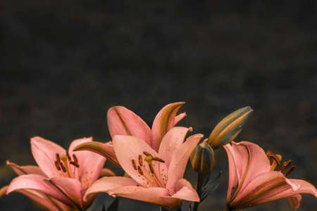 Orange lilies on dark background