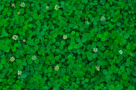 Field of clover. Green background for Saint Patrick's day