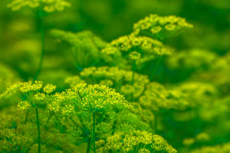 Yellow green flowers of dill (Anethum graveolens). Close up.の写真素材