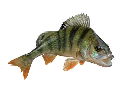 Perch fish trophy isolated on white background