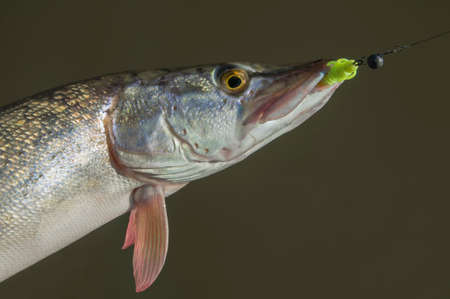 Catched pike fish in water. Fishing background
