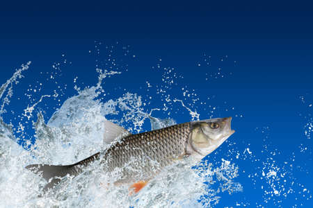 Chub fish jumping with splashing in water