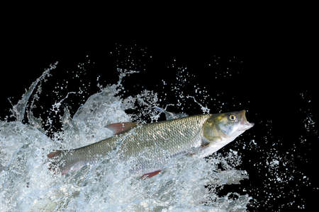 Asp fish jumping with splashing in water