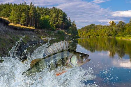 Perch fish jumping with splashing in water