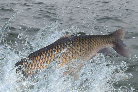 Amur or grass carp fish jumping with splashing in water