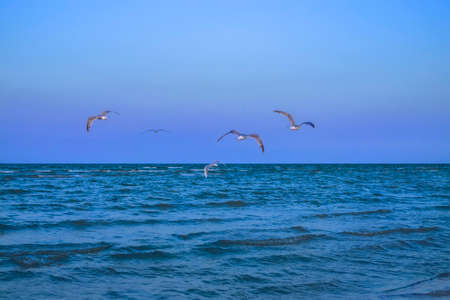 Flyings seagulls over the calm sea. Melancholic backgroundの写真素材