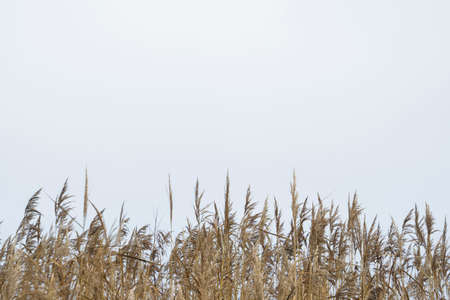 Background of cane at lake. Tall bulrush grass field.の写真素材