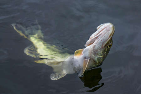 Close-up of caught pike fish trophy in water. Fishing background