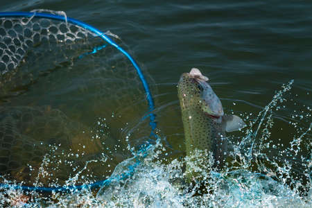 Taking trout salmon fish by landing net in water. Area fishing backgroundの写真素材