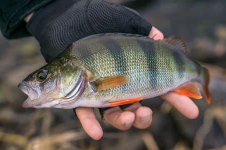 Perch fish trophy in hand of fisherman above water.の写真素材