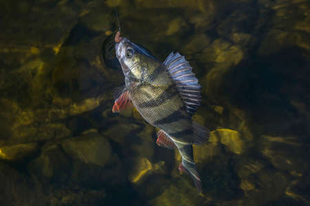 Perch fish trophy in water. Fishing backgroundの写真素材