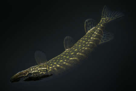 Pike fish trophy in water. Fishing backgroundの写真素材