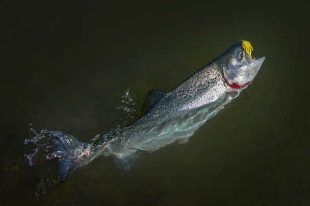 Rainbow trout salmon fish caught in water. Area fishing backgroundの写真素材