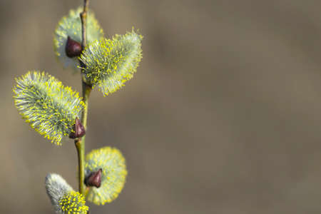 Pussy blooming willow branch on blurred background. Concept of springtime