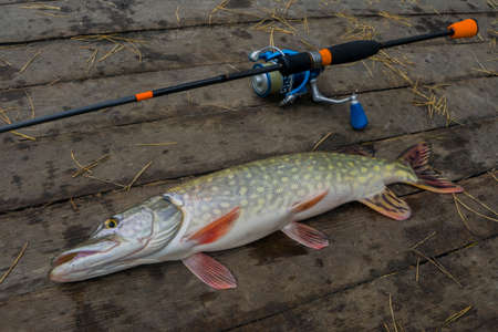 Pike fish trophy on wooden platform with fishing tackles set