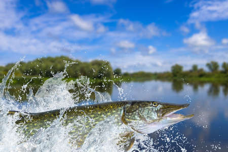 Fishing. Big pike fish jumping with splashing in waterの写真素材