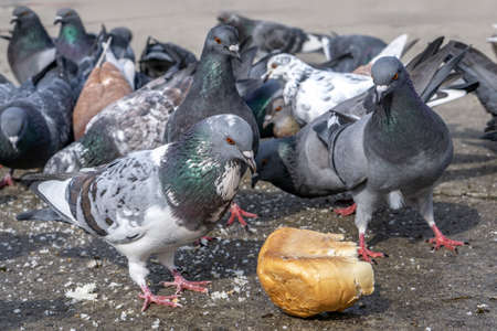Pigeons in the park eating bread crumbsの写真素材