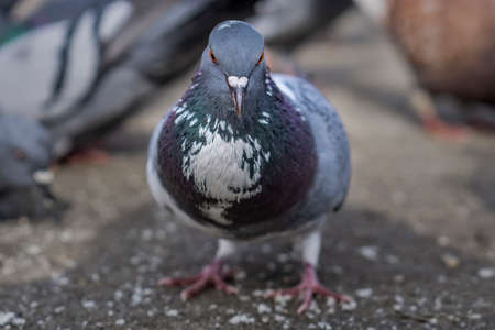 Pigeon in the park eating bread crumbsの写真素材
