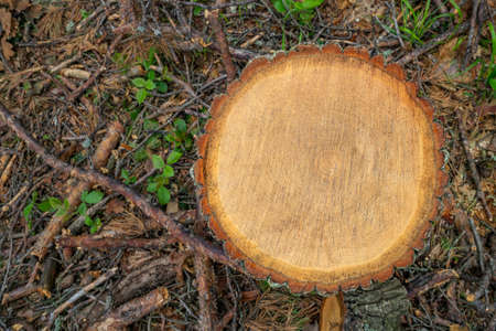 Deforestation concept. Stump cross section of pine tree after cutting down