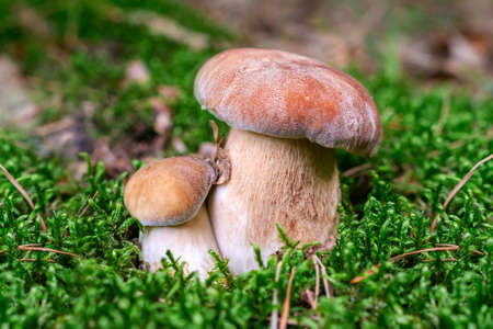 Edible boletus mushroom and knife in forest. Porcini on moss