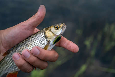 Chub fish in hand of fisherman above water.