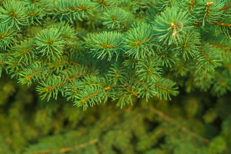 Template background of fresh green needles of blue christmas tree