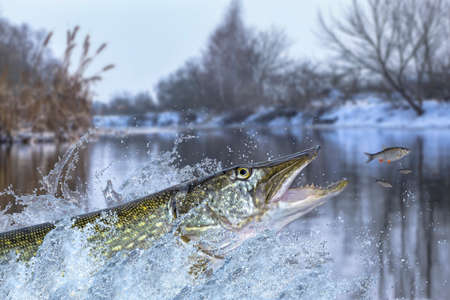 Winter fishing. Big pike fish jumping with splashing in waterの写真素材